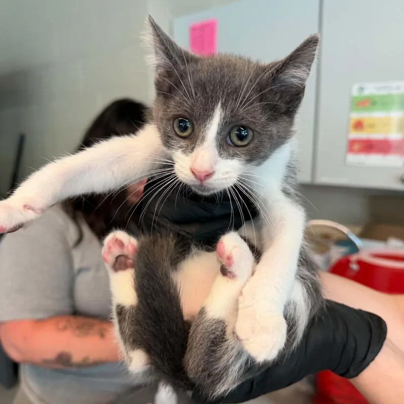 A baby small-sized male American Shorthair cat named Wrangler for adoption in Danbury, CT