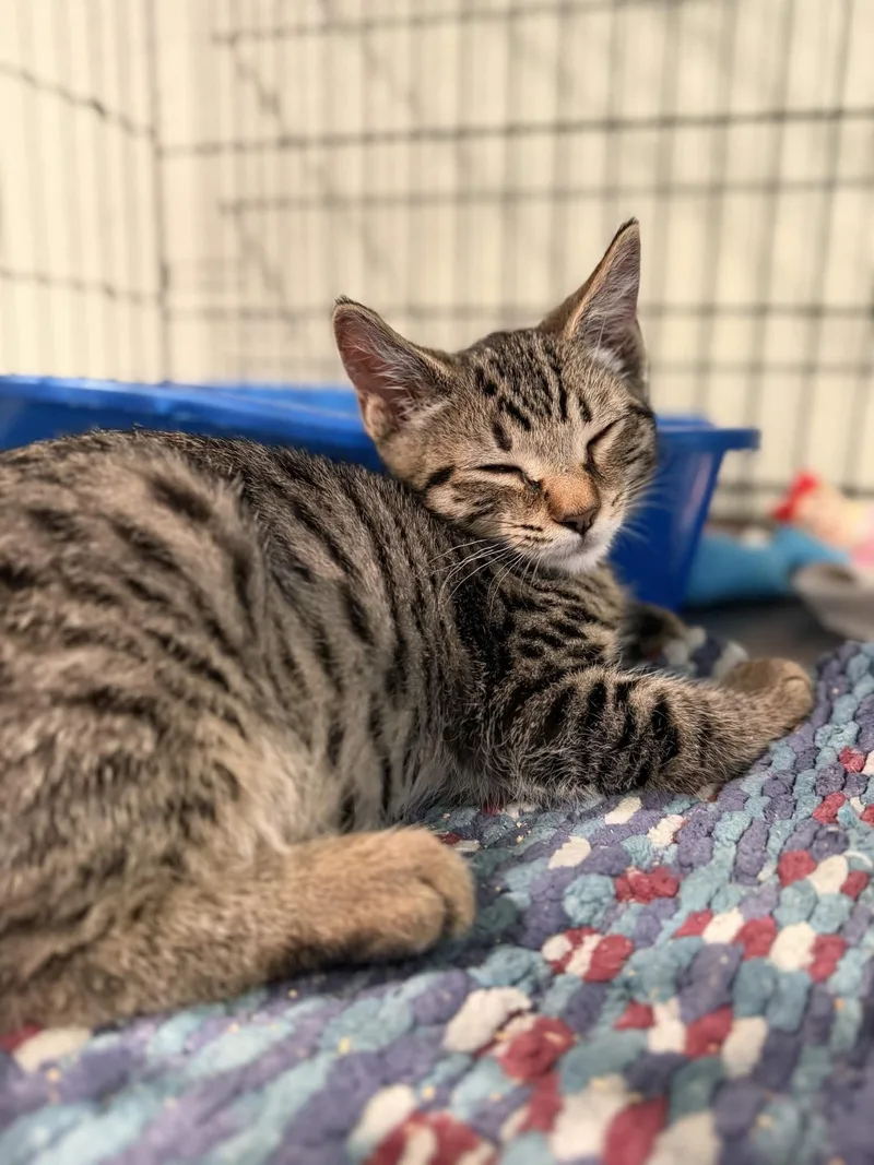 A baby medium-sized male Domestic Medium Hair cat named Pooh for adoption in Lincoln, CA