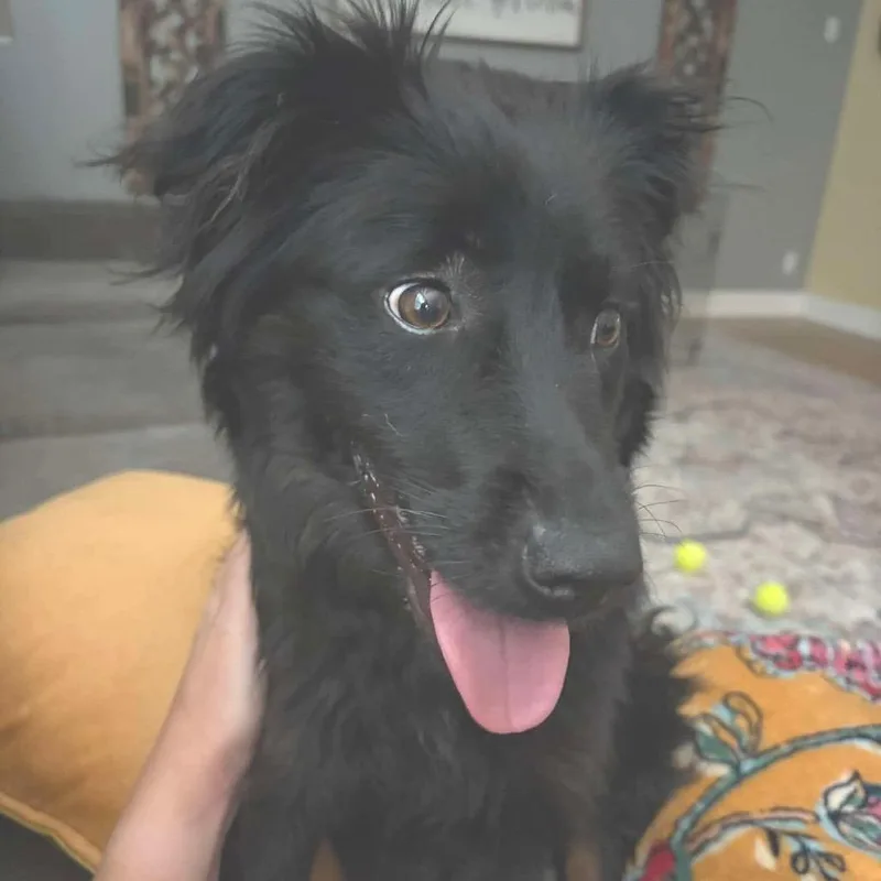 A young medium-sized female Black Australian Shepherd dog named Cadence for adoption in Fredericksburg, VA