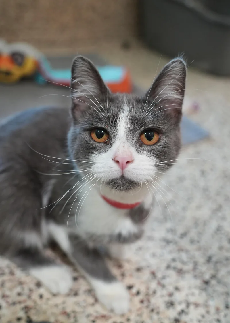 A young medium-sized male Gray & White Domestic Short Hair cat named Cyrus for adoption in Aiken, SC