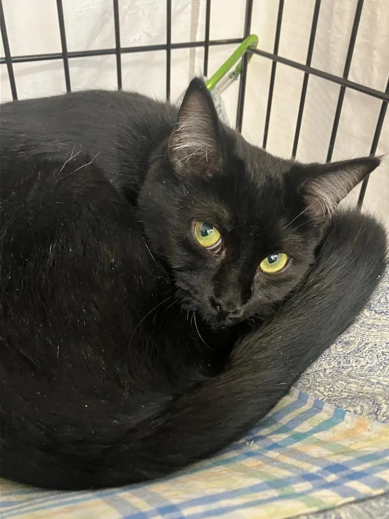 A baby medium-sized female Domestic Short Hair cat named Sweetness for adoption in Lunenburg, MA