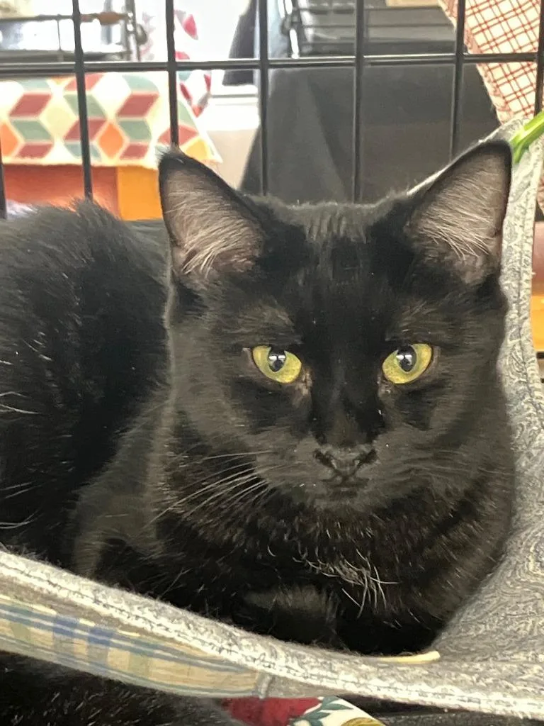 Sweetness thumbnail 3