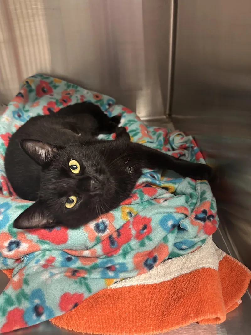 A young large-sized female Domestic Short Hair cat named Mavis for adoption in Grand Rapids, MI