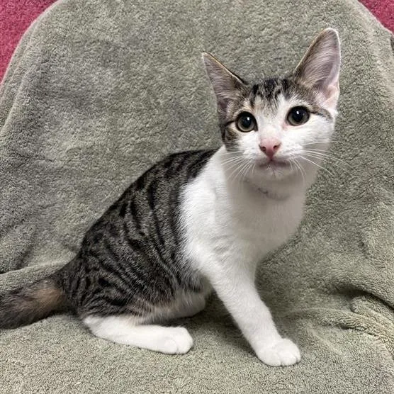 A baby small-sized male Domestic Short Hair cat named Artesia for adoption in Long Beach, CA