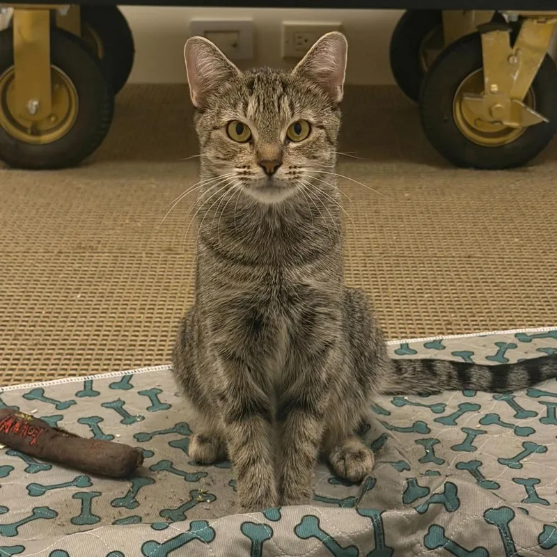 An adult medium-sized female Brown / Chocolate Domestic Short Hair cat named Zola for adoption in New York, NY