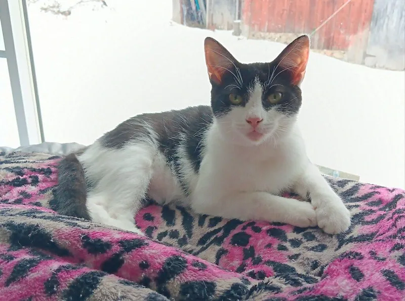 A young medium-sized female Black & White / Tuxedo Domestic Short Hair cat named Bailey for adoption in Webster, NY