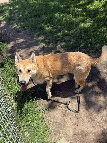 An adult medium-sized male Siberian Husky dog named Oso for adoption in Shawano, WI
