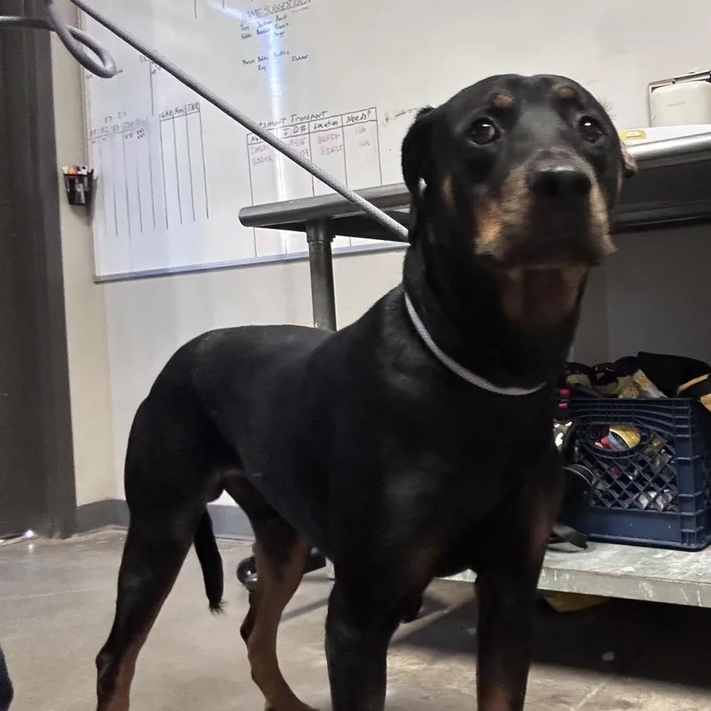A young medium-sized male Black Doberman Pinscher dog named Ace for adoption in Yuma, AZ