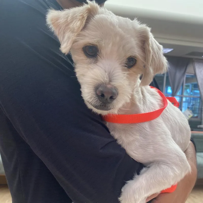 An adult small-sized male White / Cream Poodle dog named WAGSStray for adoption in Westminster, CA