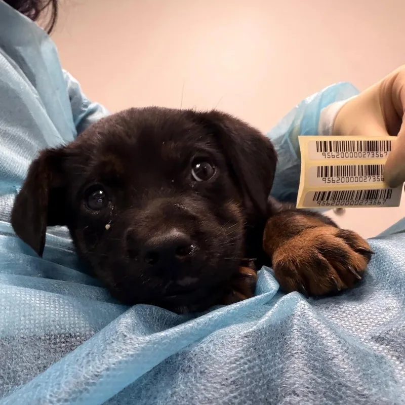 A baby small-sized female Black Mixed Breed dog named Carrie for adoption in Charleston, WV
