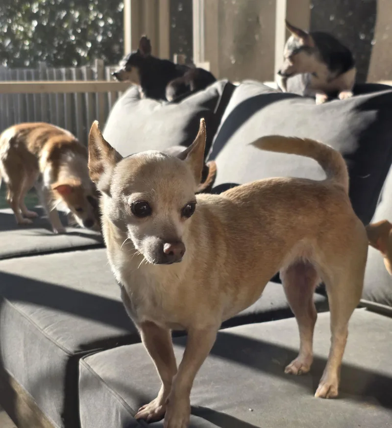 Senora Bubbles thumbnail 2