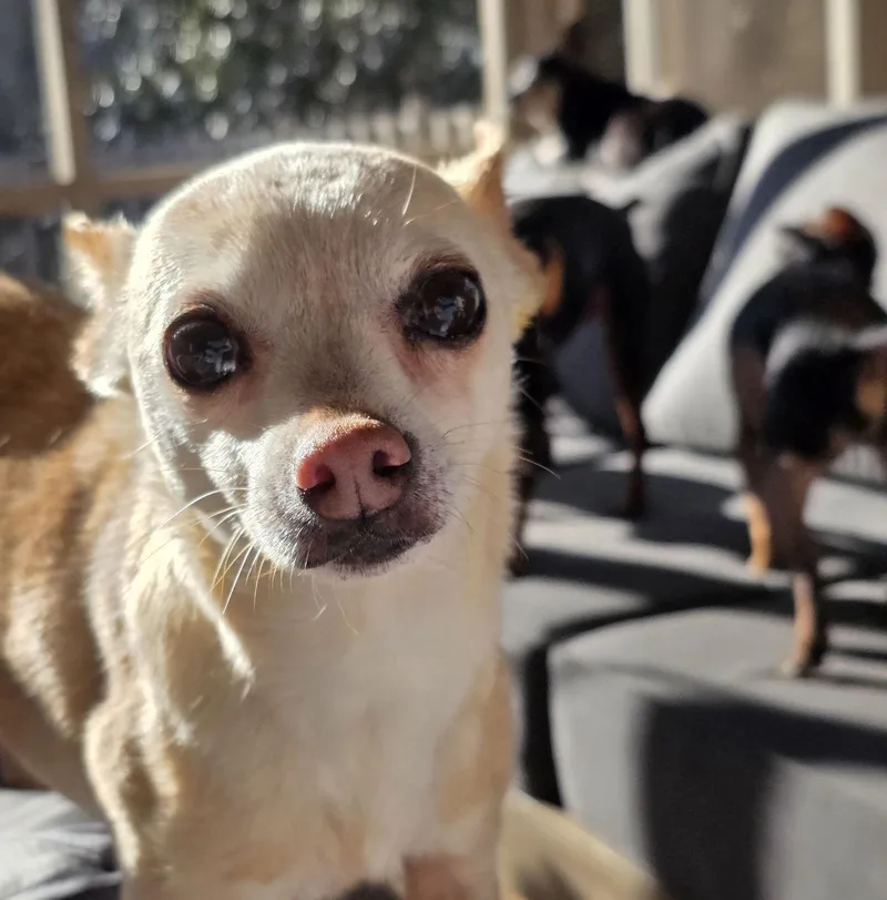 Senora Bubbles thumbnail 3