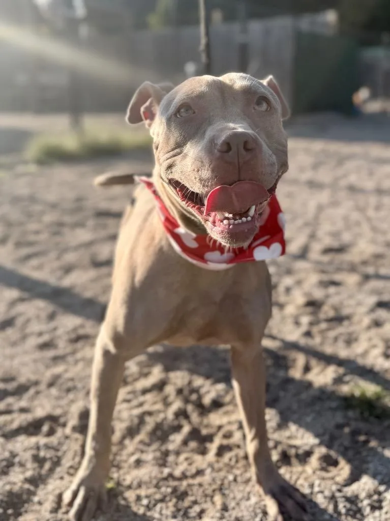 A young medium-sized female Mixed Breed dog named Goldie for adoption in Muskegon, MI