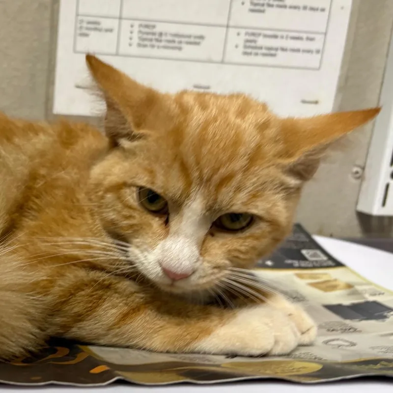 A young small-sized male Orange / Red Domestic Short Hair cat named Garfield for adoption in Yuma, AZ