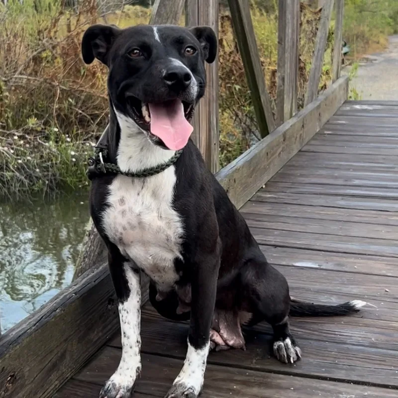 An adult medium-sized female Black Labrador Retriever dog named Tayla for adoption in Magnolia, TX