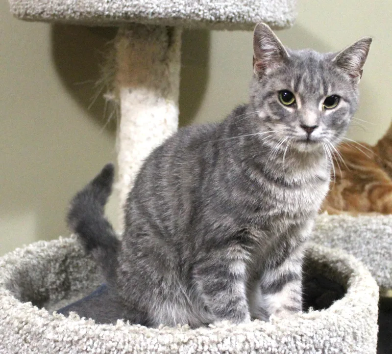 An adult medium-sized male Gray / Blue / Silver Domestic Short Hair cat named Homer for adoption in Huron, SD