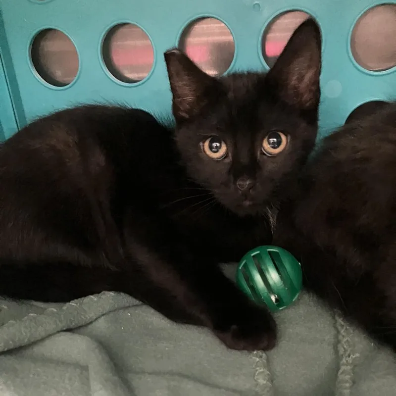 A baby small-sized male Black Domestic Short Hair cat named Dante for adoption in Keizer, OR