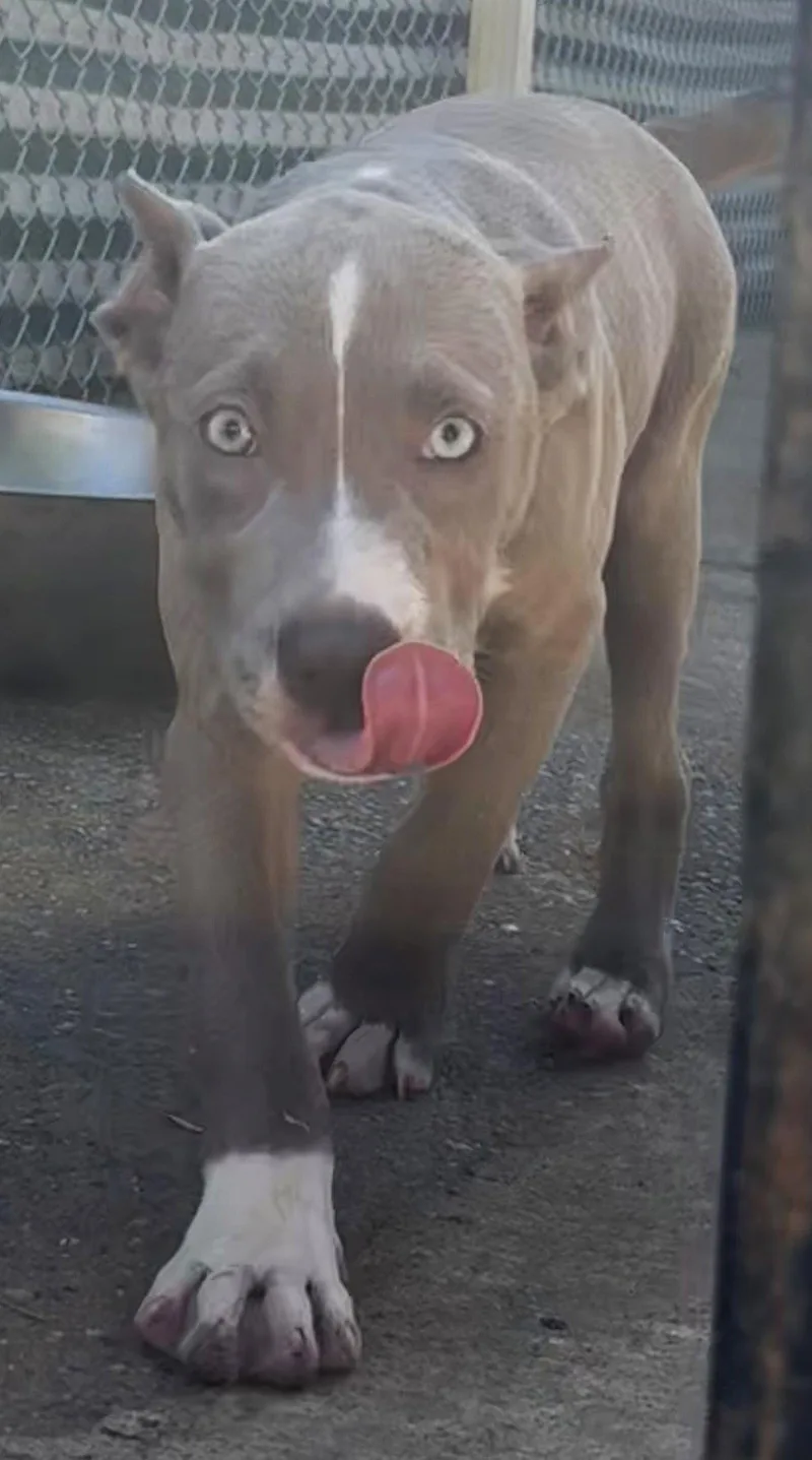 A baby large-sized female American Bulldog dog named Dolly for adoption in Wetumpka, AL