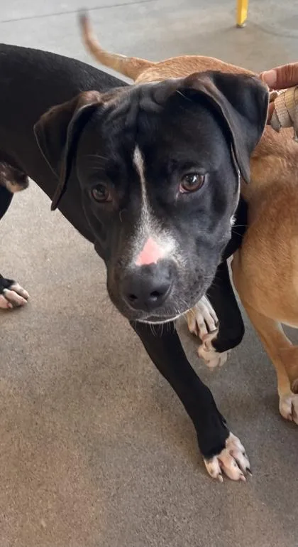 Nitro
