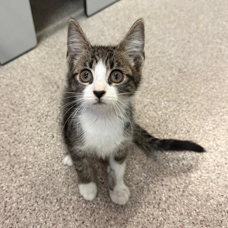A baby small-sized female Domestic Short Hair cat named Nutmeg for adoption in Sarasota, FL