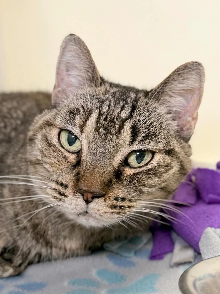 An adult medium-sized female Domestic Short Hair cat named Ivy for adoption in Menomonie, WI