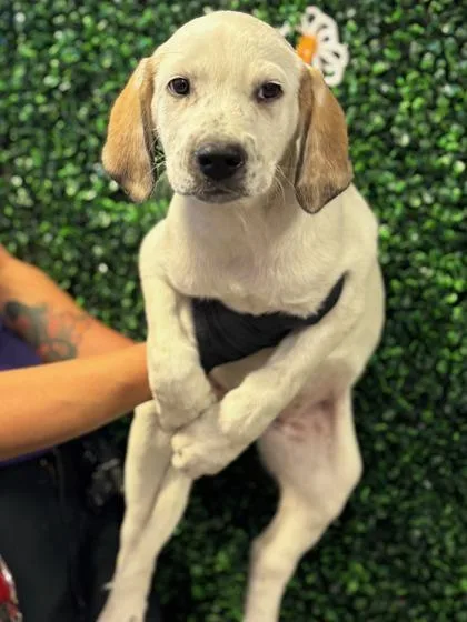 A baby small-sized female Yellow / Tan / Blond / Fawn Labrador Retriever dog named 60798027 for adoption in El Paso, TX