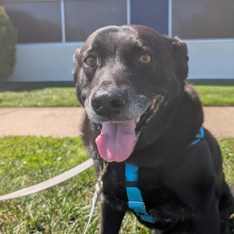 An adult medium-sized female Black Mixed Breed dog named Annabelle for adoption in Asheville, NC