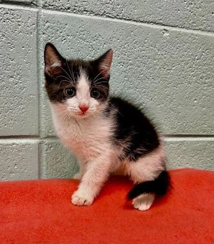 An adult small-sized male Domestic Short Hair cat named Bing Bong for adoption in Spruce Pine, NC
