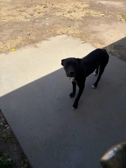 Cora