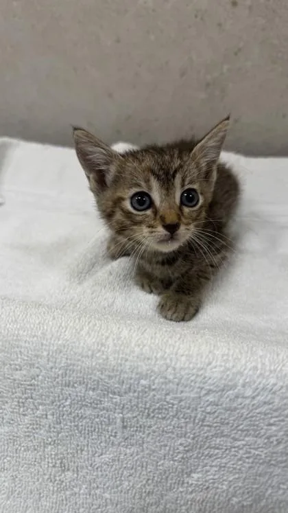 A baby small-sized female Domestic Short Hair cat named Chickadee for adoption in Honolulu, HI