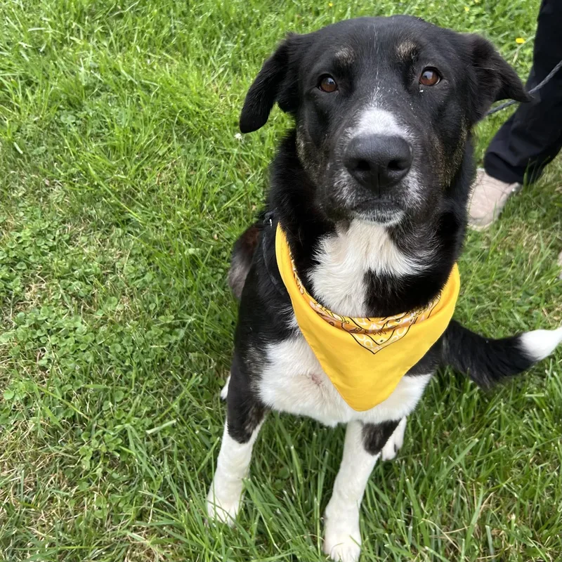 An adult medium-sized male Black Shepherd dog named Gill for adoption in Upper Sandusky, OH
