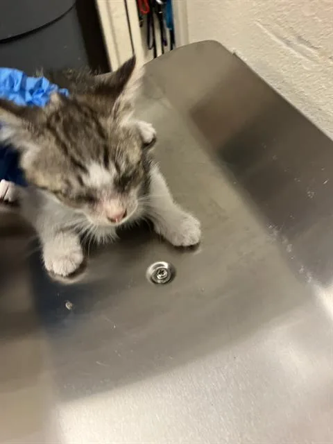A baby small-sized female Domestic Short Hair cat named Maddy for adoption in Long Beach, CA