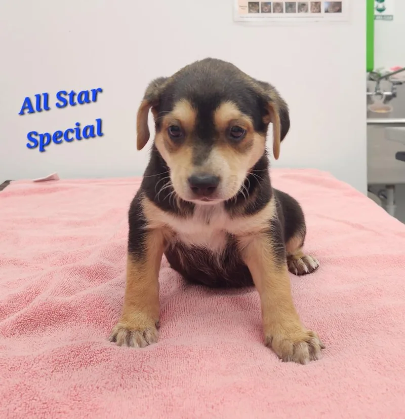 A baby medium-sized male Australian Shepherd dog named All Star Special for adoption in Cambridge, MD
