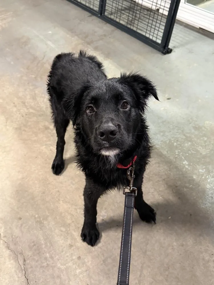 An adult large-sized male Retriever dog named Goober for adoption in Irwin, PA