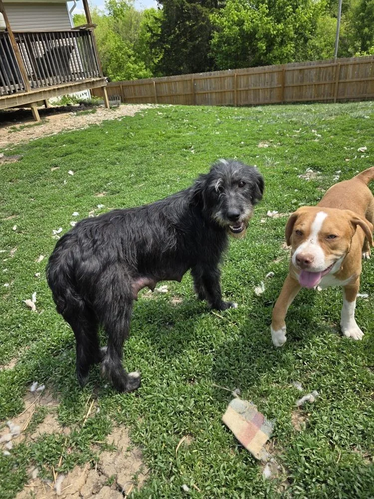 An adult medium-sized female Black Labrador Retriever dog named Dottie Doo for adoption in Aurora, IN