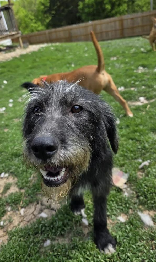 Dottie Doo thumbnail 2
