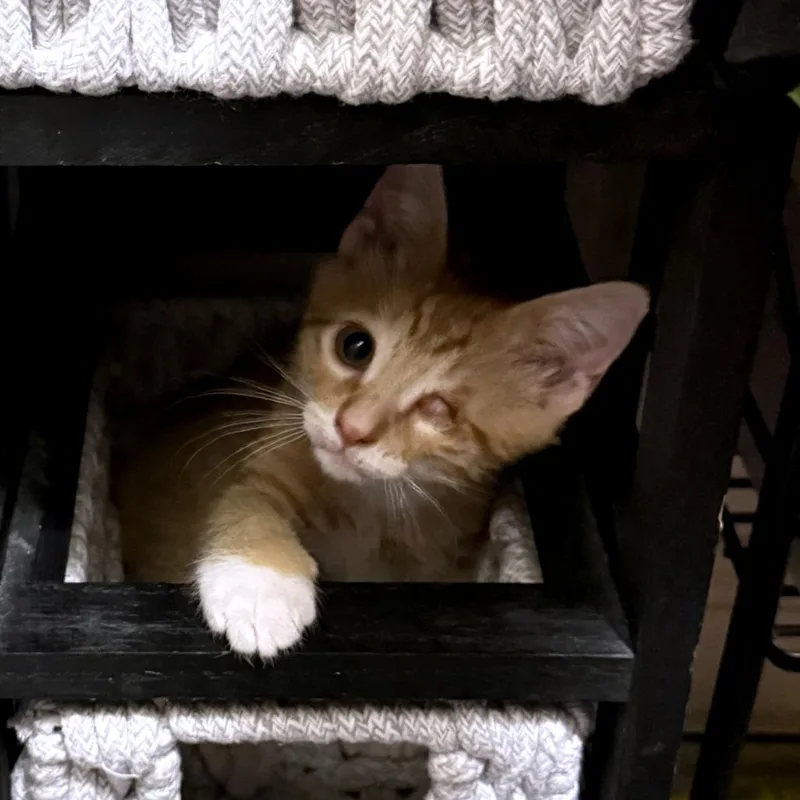 A baby small-sized male Orange / Red Domestic Short Hair cat named Onion Ring for adoption in Austin, TX