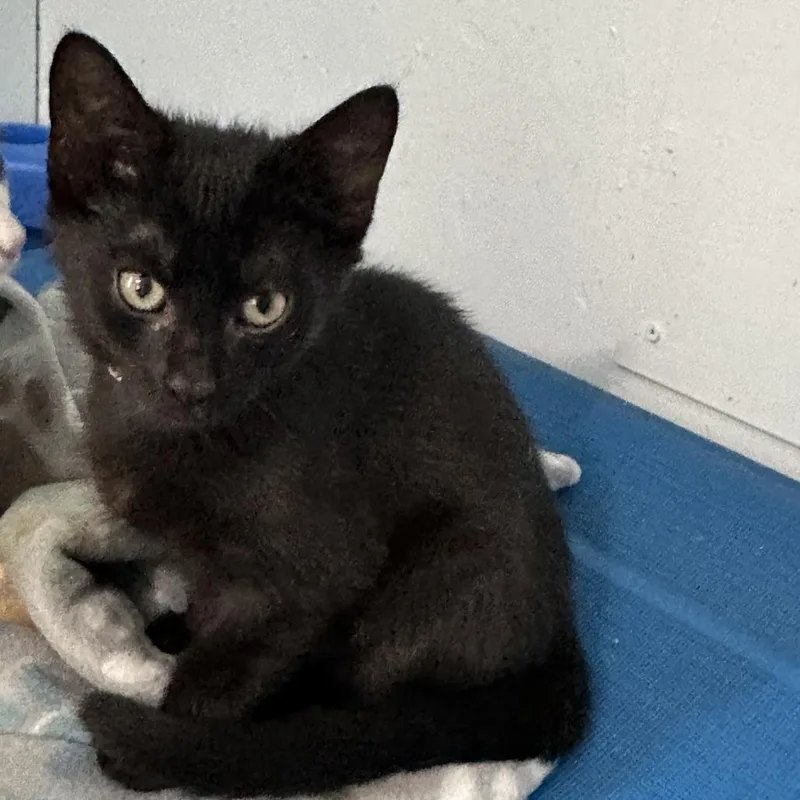 A baby small-sized female Black Domestic Short Hair cat named Melody for adoption in Richland, MI