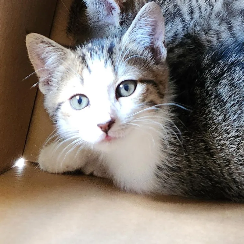 A baby small-sized female Brown / Chocolate Domestic Short Hair cat named Jalapeno Popper for adoption in Greensboro, NC