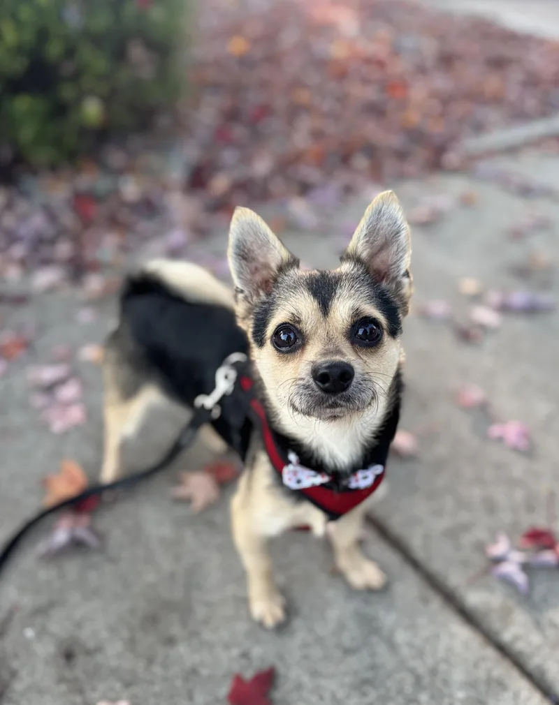 An adult small-sized male Black Chihuahua dog named Papi for adoption in lynnwood , WA