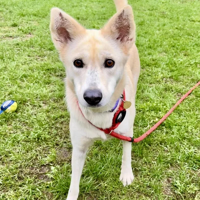 An adult medium-sized female Shepherd dog named Blondie for adoption in Metamora, MI