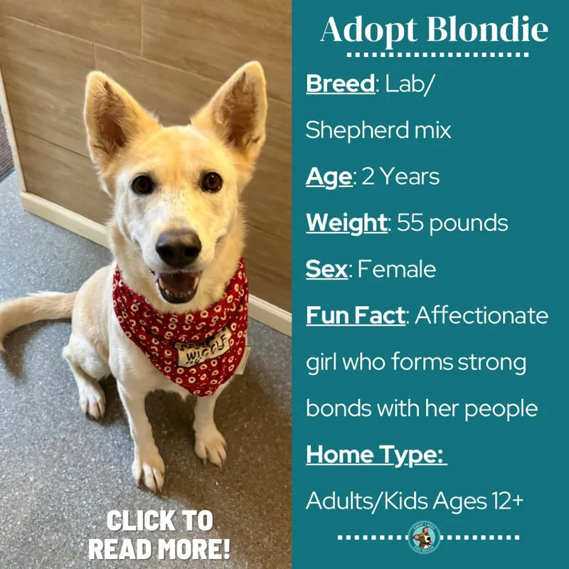 Blondie thumbnail 2