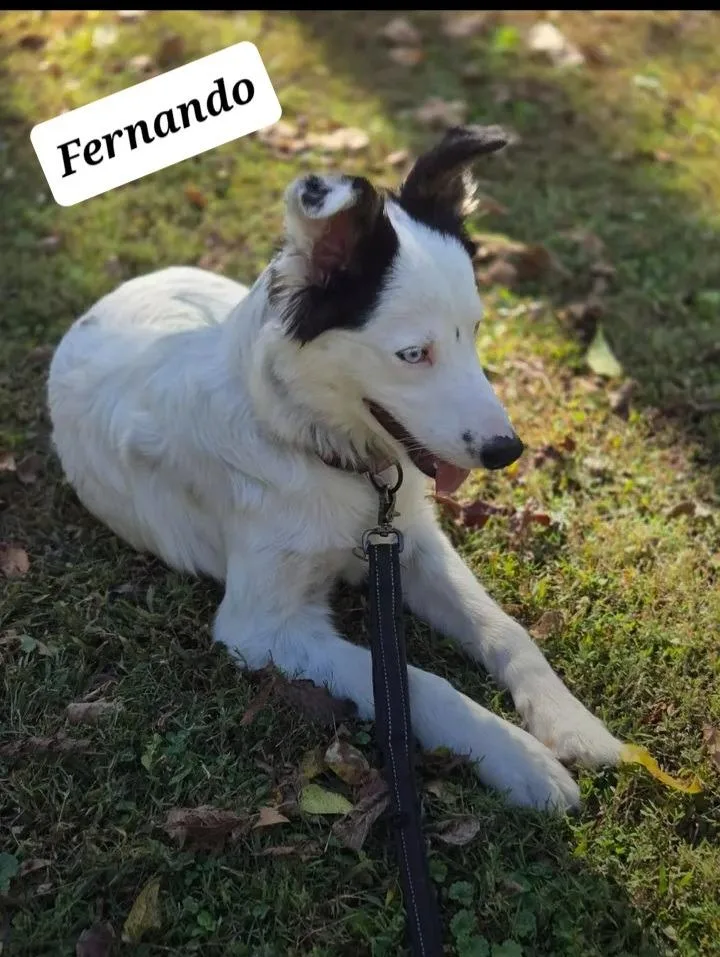 Fernando thumbnail 2