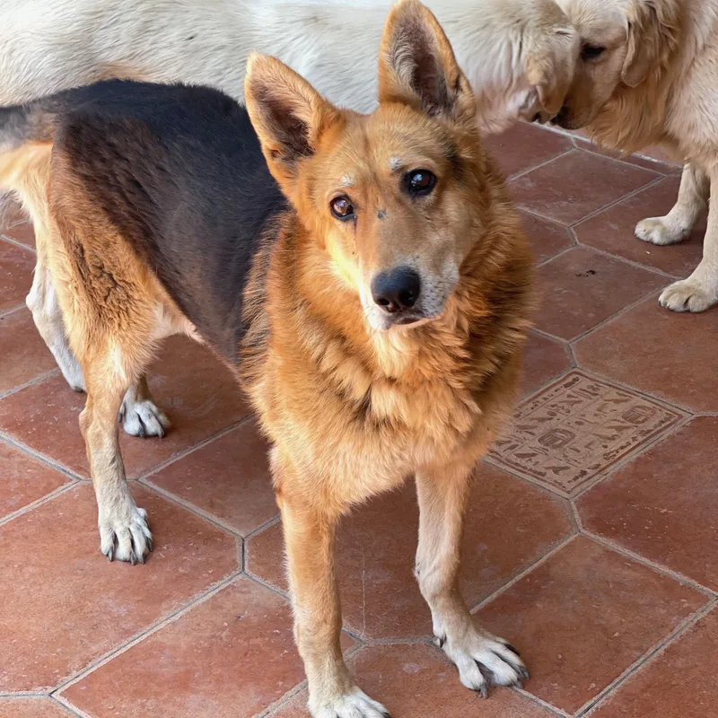 Blind_pola thumbnail 2