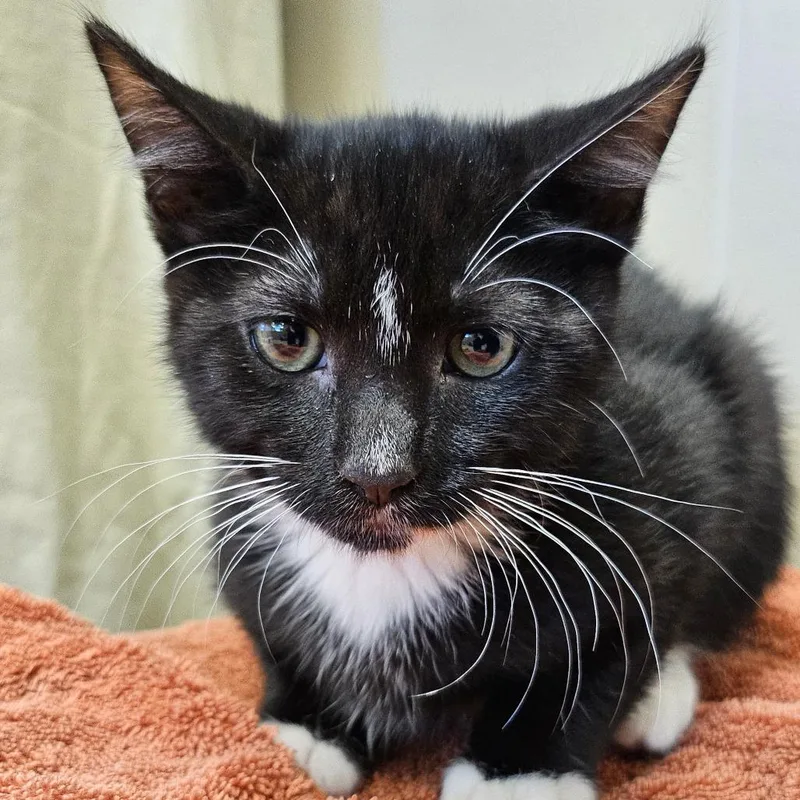 A baby small-sized male Black Domestic Short Hair cat named Whisper for adoption in Sonoma, CA