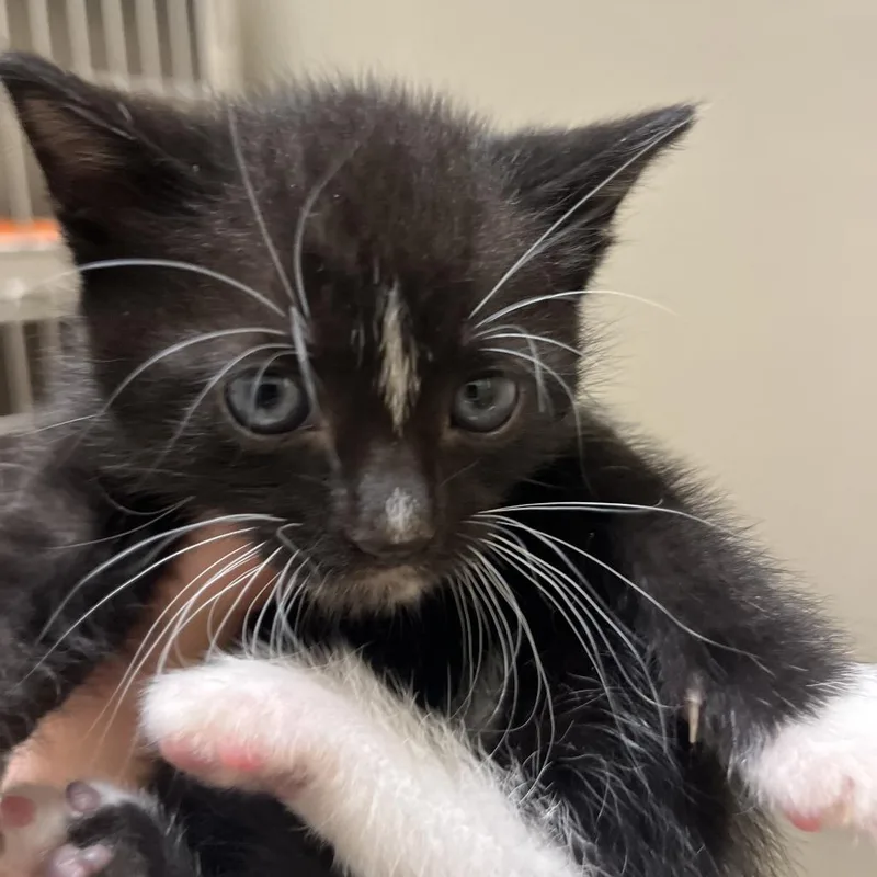 Whisper thumbnail 2