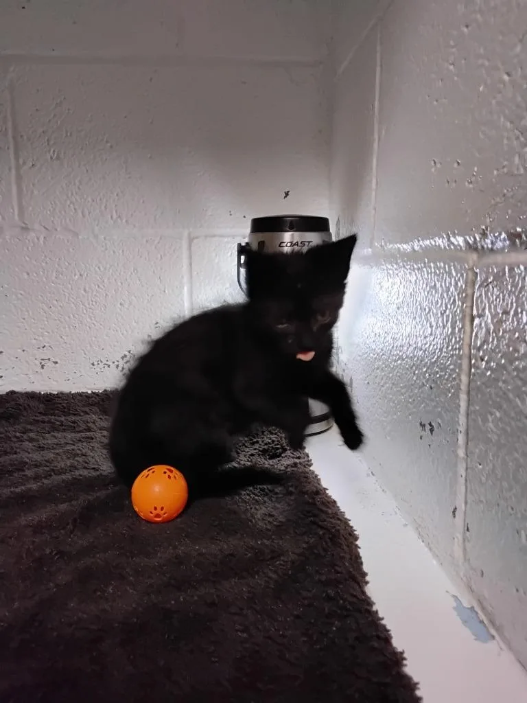 A baby small-sized male Domestic Short Hair cat named Marv for adoption in Ada, OK