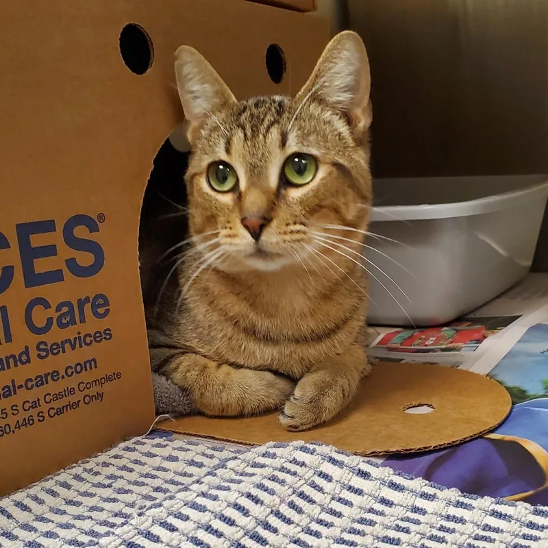 An adult medium-sized male Domestic Short Hair cat named Bruce for adoption in Novelty, OH