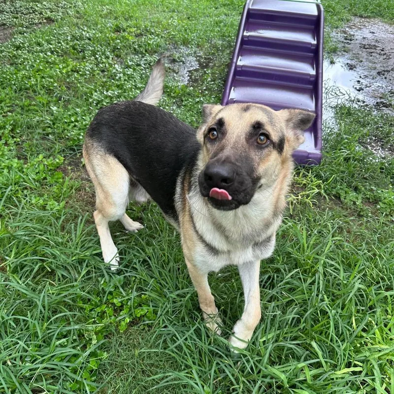 An adult large-sized male Brown / Chocolate German Shepherd Dog dog named Luke for adoption in Houston, TX