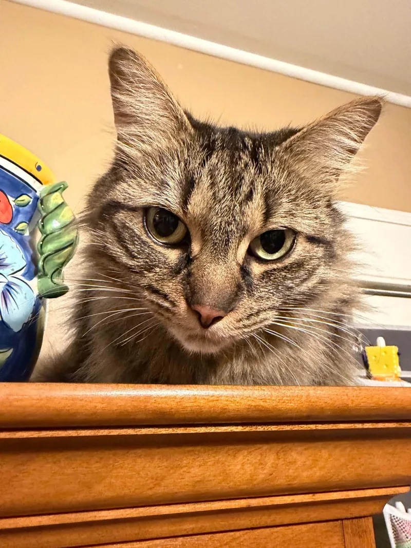 An adult medium-sized female Tabby (Gray / Blue / Silver) Domestic Long Hair cat named Onyx for adoption in Chelsea, VT
